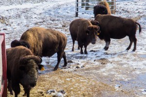 Fermilab's bison herd is genetically pure, displaying no evidence of cattle genes. Photo: Rashmi Shivni