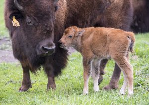 The first baby bison of 2016 joins the Fermilab herd. Photo: Reidar Hahn