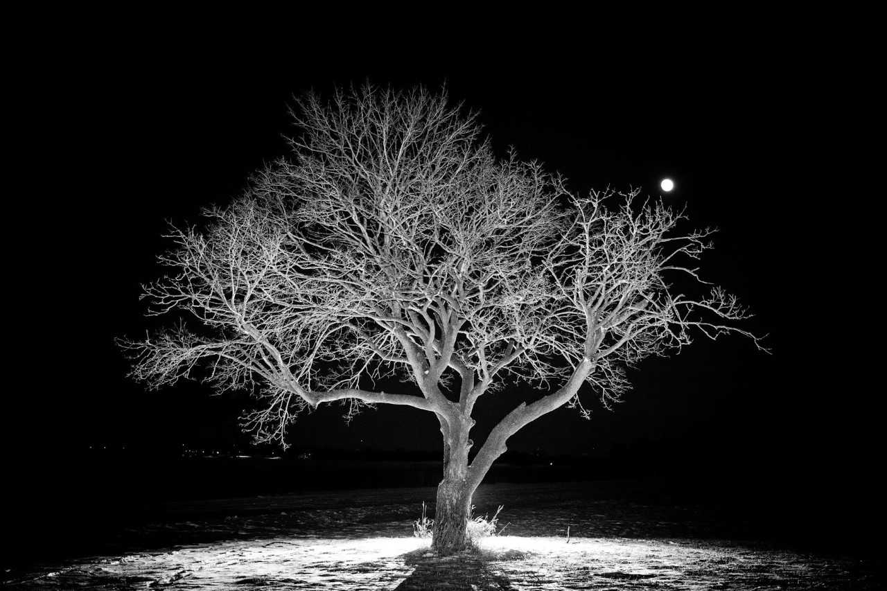 nature, The photographer's favorite tree on the Fermilab site looks lovely on New Year's Eve 2017. Photo: Tom Nicol, nature, plant, tree, night, winter