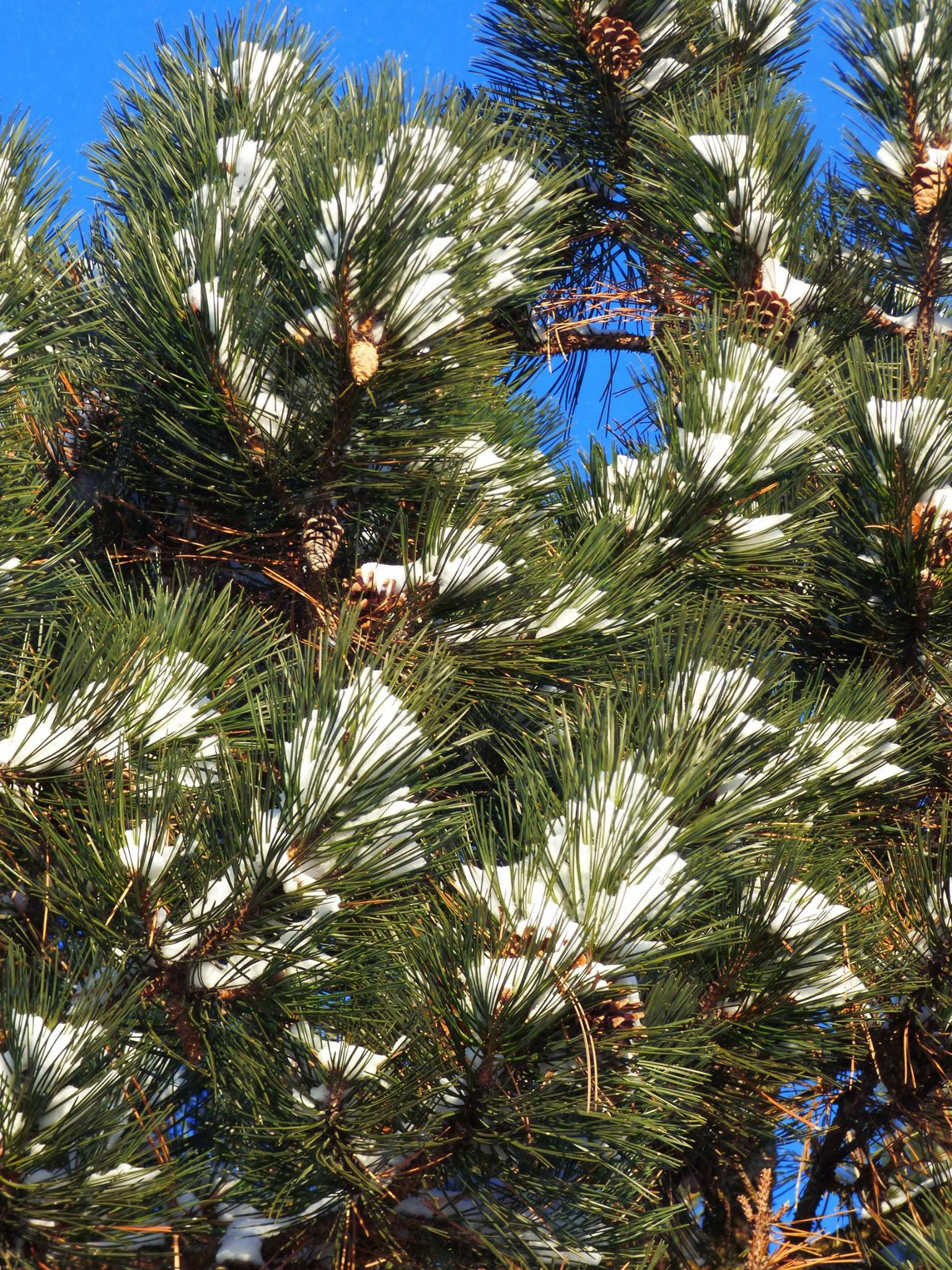 (1 of 2) Snow nestles itself in the needles of an evergreen. Photo: Amy Scroggins, nature, tree, winter, snow, plant