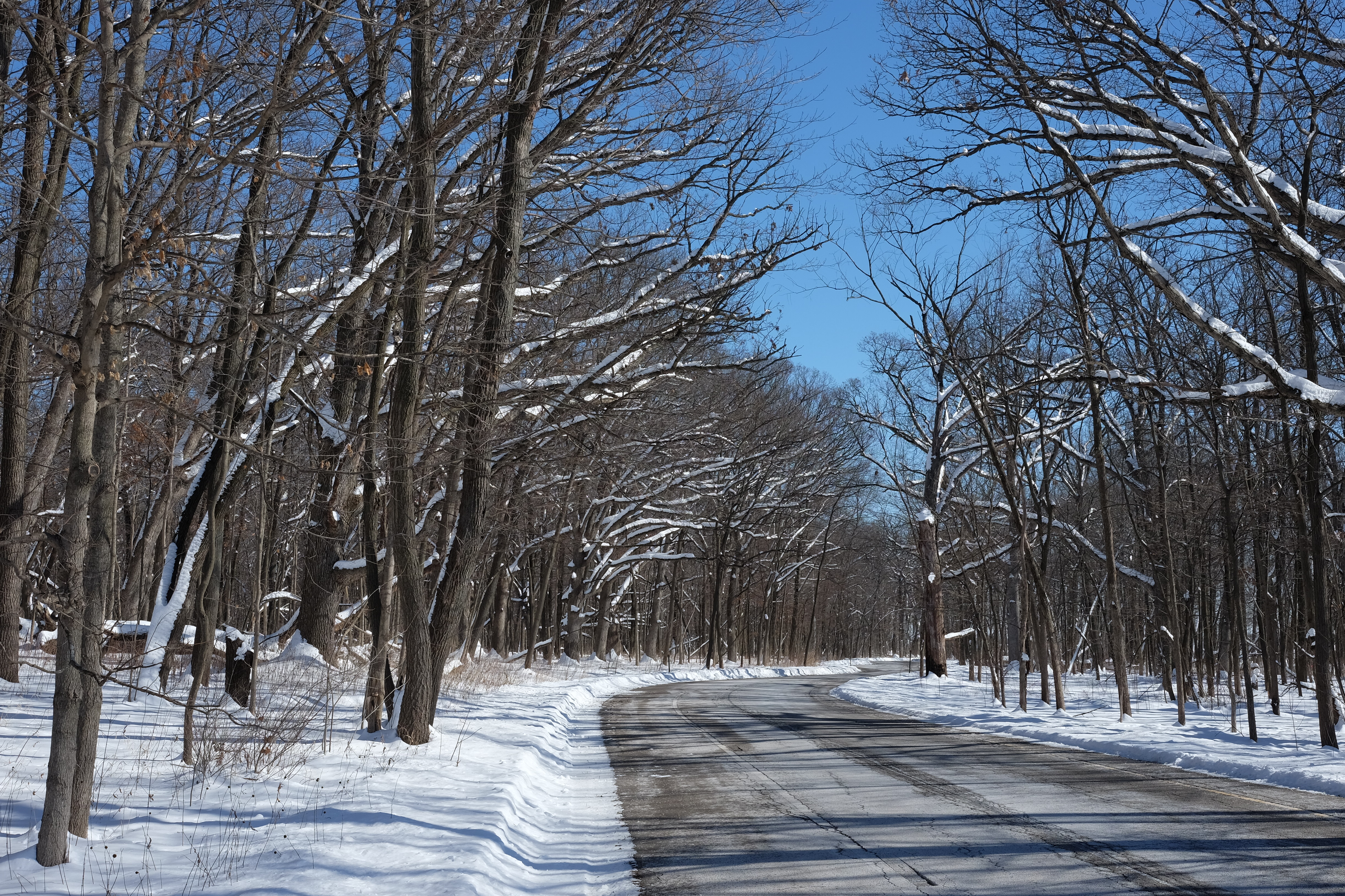 (1/2) Snow sharpens the silhouettes of trees in winter. Photo: Daniel Munger, winter, woods, snow, tree, nature, landscape