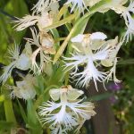 Eastern prairie fringed orchids
