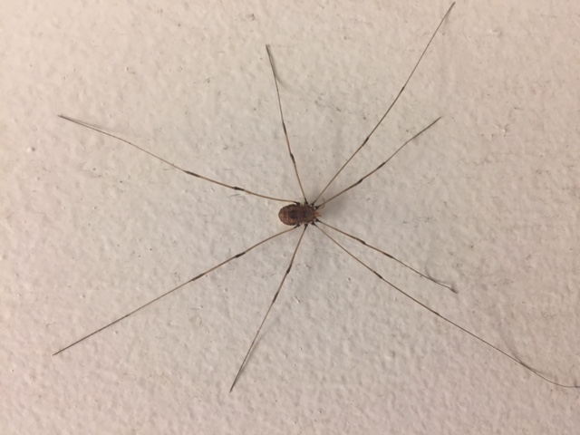 This daddy-long-legs is almost three-and-a-half inches across from leg tip to leg tip — definitely male. nature, wildlife, animal, bug, daddy long legs Photo: Dave Shemanske