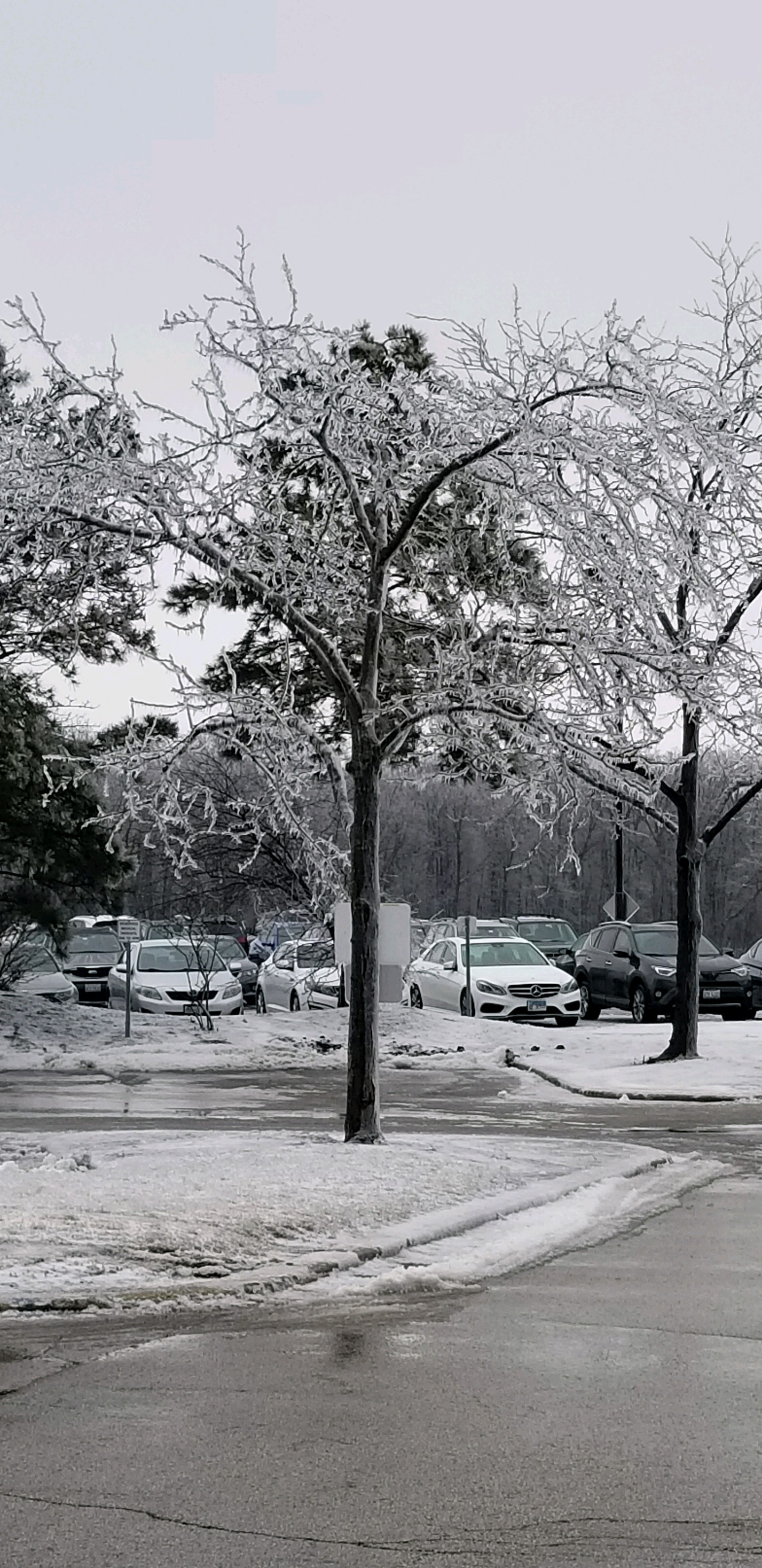 (2/5) The west parking lot is a virtual ice forest. winter, ice, tree, plant Photo: Rhonda Graham