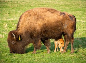 The Fermilab bison herd welcomed its first baby this season on April 20. Photo: Reidar Hahn