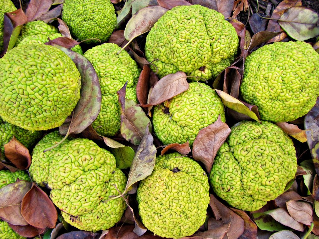 Osage orange trees are a type of mulberry that grow at Fermilab and produce large, vibrantly green fruit the size of softballs that were once likely consumed by mastodons but now go largely uneaten. Photo: <a href="https://flic.kr/p/MD8vtV">CameliaTWU</a>