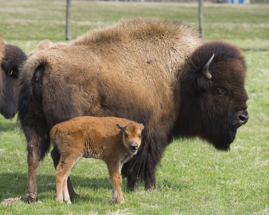 New baby bison born at Fermilab