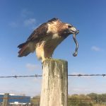 hawk eats snake, wildlife, nature, animal, reptile, bird, red-tailed hawk, hawk, snake