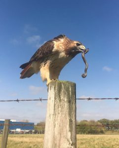 hawk eats snake, wildlife, nature, animal, reptile, bird, red-tailed hawk, hawk, snake