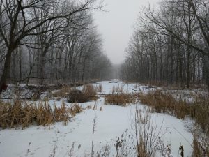 Throwback Thursday: The waterway between Lederman Science Center and Wilson Hall is covered in snow. winter, snow, woods, tree, nature, landscape, plant, sky Photo: Jason St. John