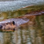 Throwback Thursday: A beaver, wearing a tiny ice hat, takes a swim in the cold water of the Tevatron ring pond. Photo: Tim Chapman, nature, wildlife, animal, mammal, beaver, pond, winter