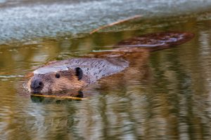 Throwback Thursday: A beaver, wearing a tiny ice hat, takes a swim in the cold water of the Tevatron ring pond. Photo: Tim Chapman, nature, wildlife, animal, mammal, beaver, pond, winter