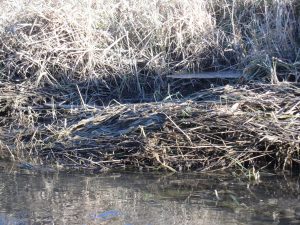 (2 of 2) You can see the film of ice on the right. Photo: Luciano Elementi, winter, nature, plant, grass, ice