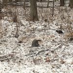 A little opossum stops by the woods on a snowy evening. Photo: Nino Chelidze, nature, wildlife, mammal, animal, opossum, woods, snow, winter