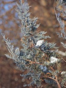 (2 of 2) Snow dollops appear in this evergreen, too. Photo: Amy Scroggins, nature, plant, tree, winter, snow