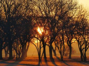 The glow of the sun somehow makes you think that this is a warm, walkable day. Photo: Amy Scroggins, winter, snow, sun, tree, landscape, nature