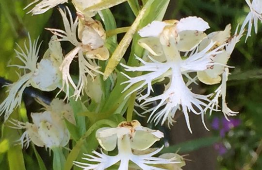 The flowers of the eastern prairie fringed orchid are highly symmetrical, not unlike much of the physics that Fermilab scientists study. Photo: Ryan Campbell