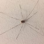 This daddy-long-legs is almost three-and-a-half inches across from leg tip to leg tip — definitely male. nature, wildlife, animal, bug, daddy long legs Photo: Dave Shemanske