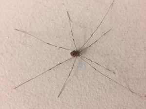 This daddy-long-legs is almost three-and-a-half inches across from leg tip to leg tip — definitely male. nature, wildlife, animal, bug, daddy long legs Photo: Dave Shemanske