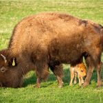 The Fermilab bison herd welcomed its first baby this season on April 20. Photo: Reidar Hahn
