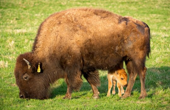 The Fermilab bison herd welcomed its first baby this season on April 20. Photo: Reidar Hahn