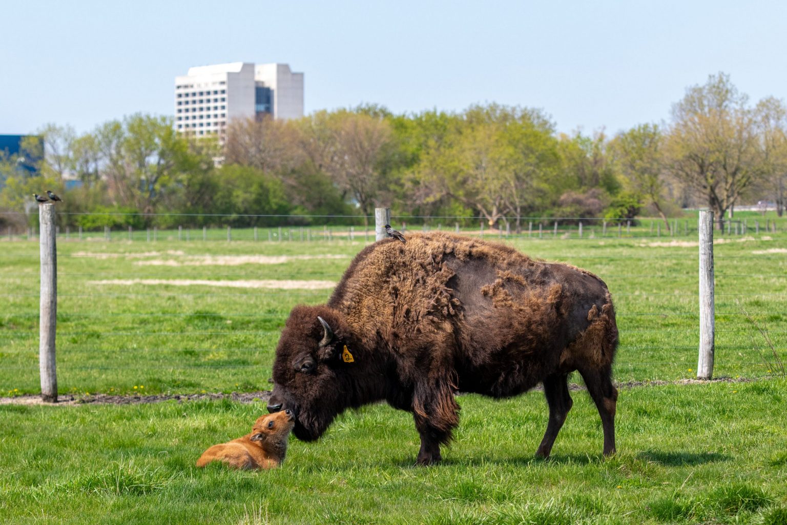Fermilab first baby bison of the year