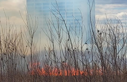 a fire burns grasses with a building in the background