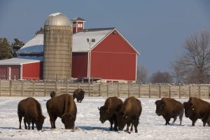 Bison in the snowy foreground, red barn in the background