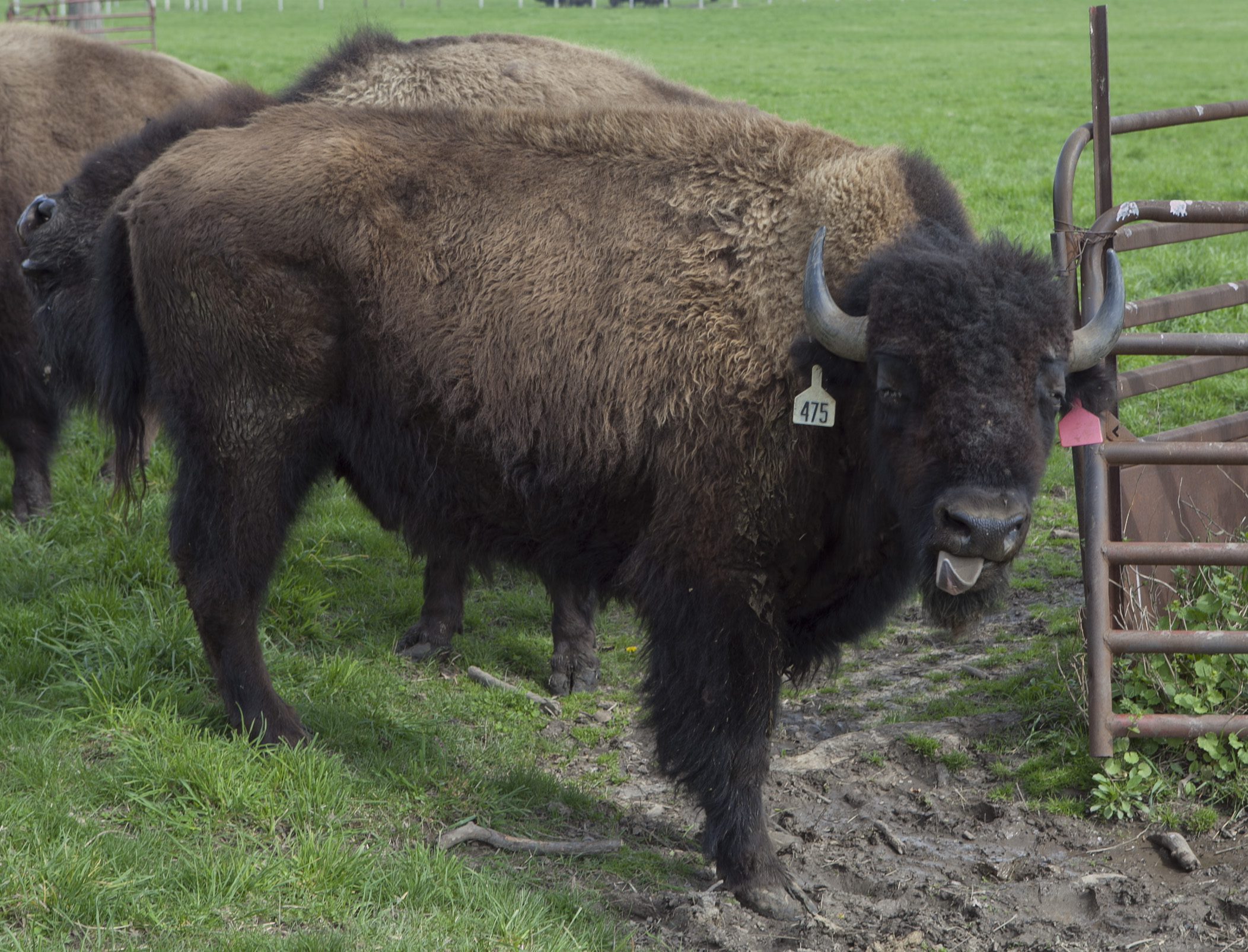Bison bull