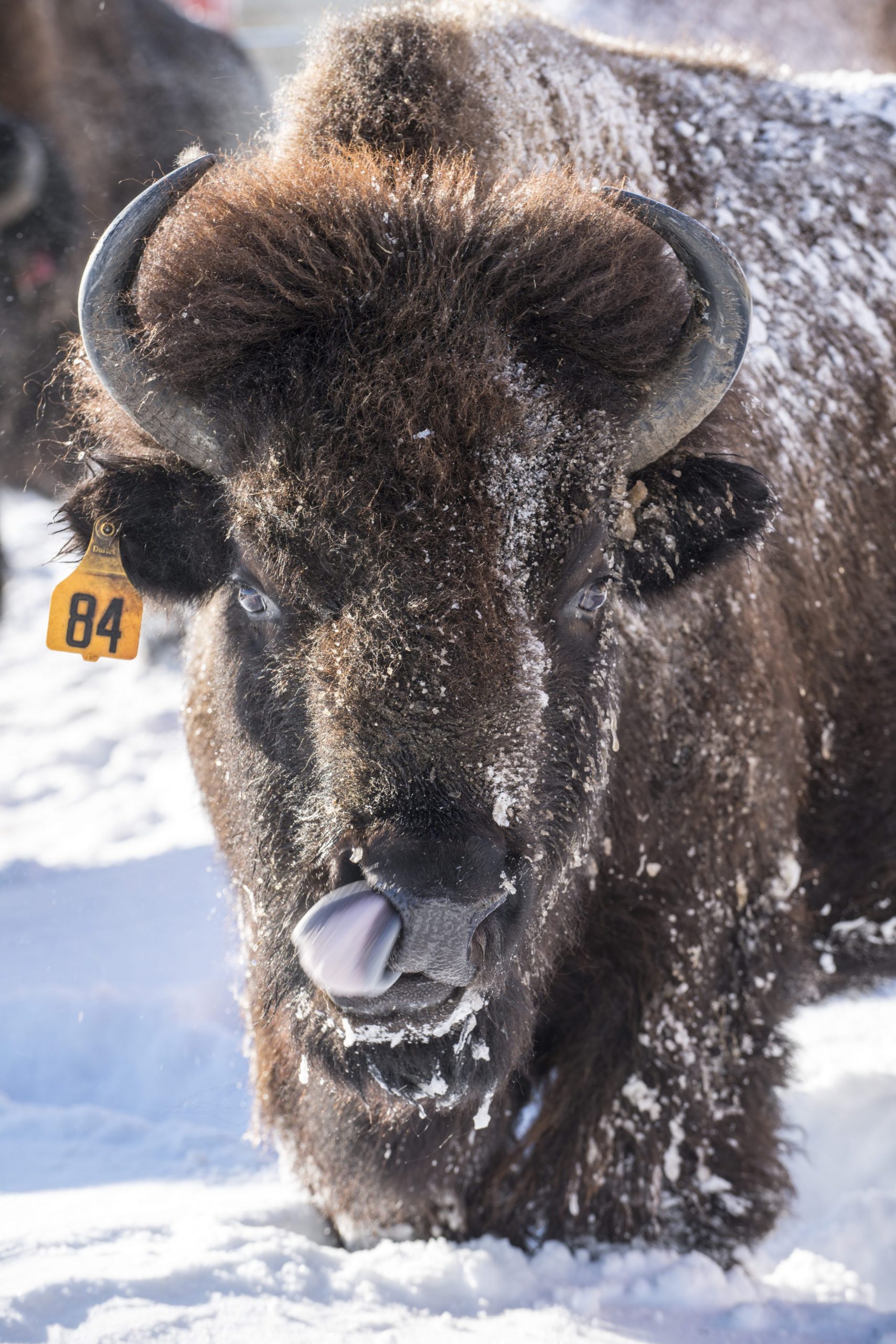 Bison in snow, tongue out