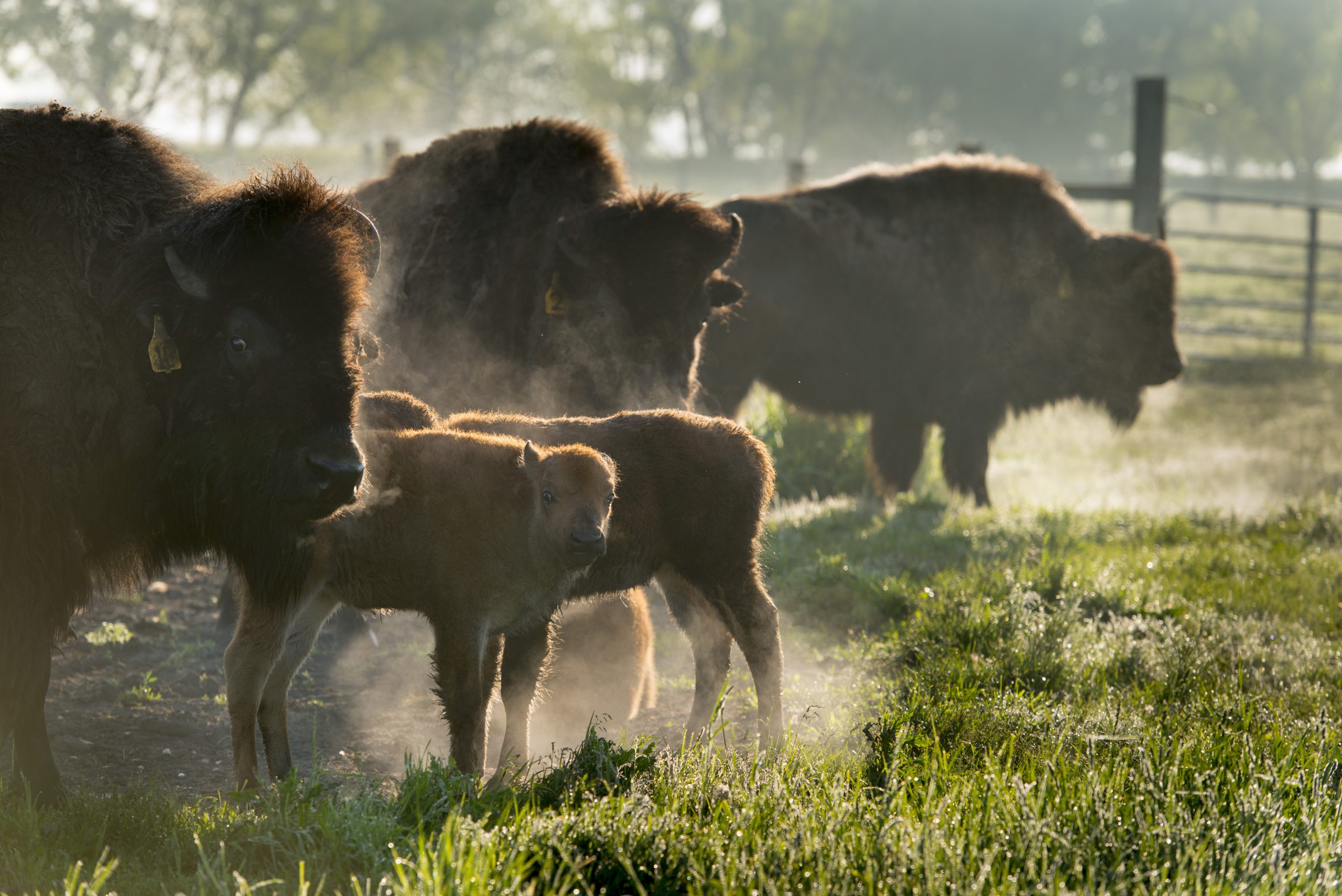 Bison herd with babies