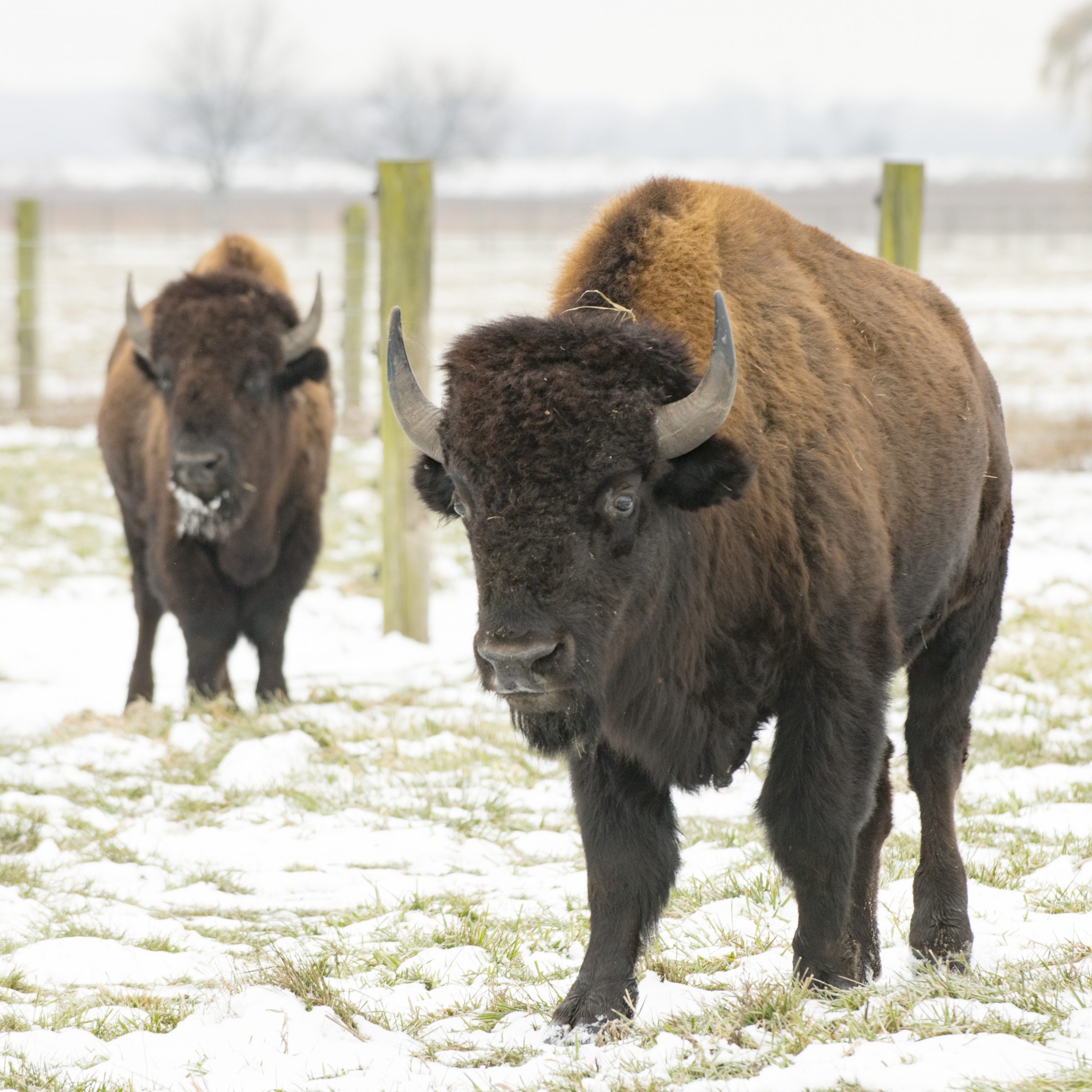 Two bison