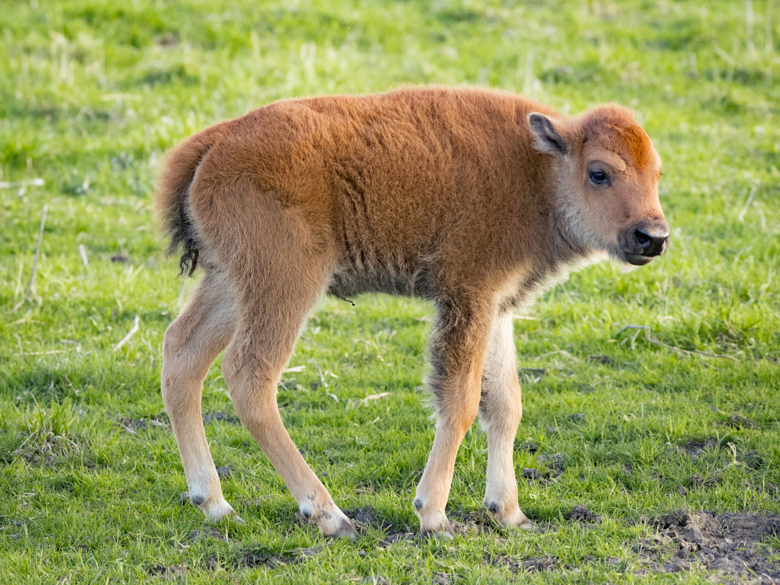 Bison calf