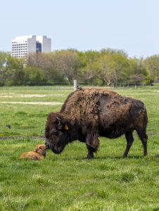 One adult bison, one baby bison in a field