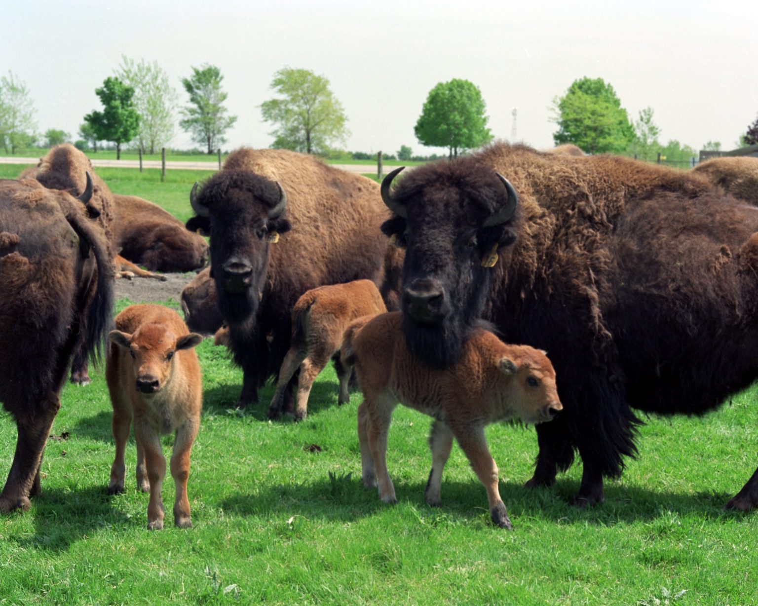 94-0468-01.hr-bison-cows-calves-1994