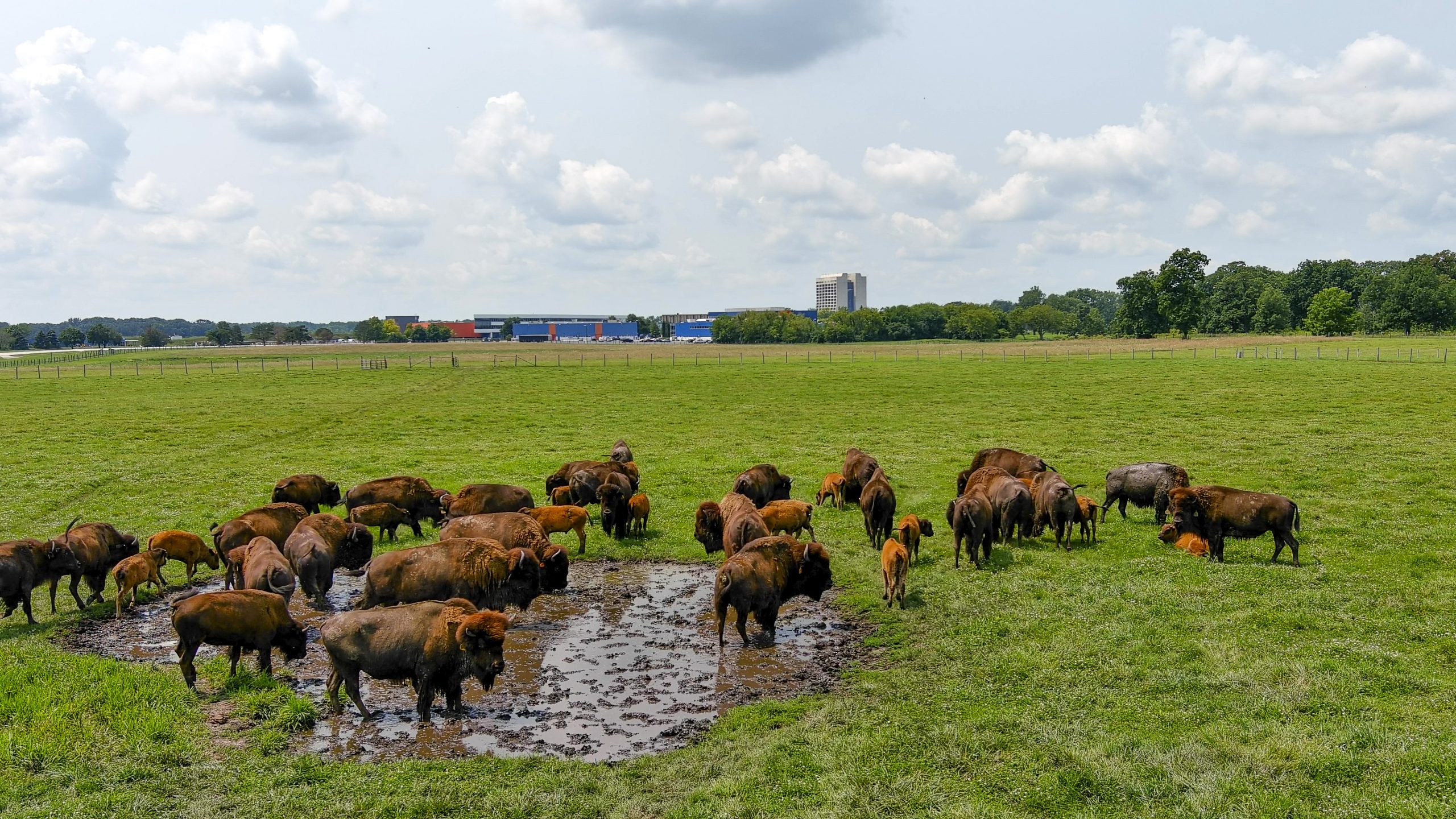 Herd of bison in a field