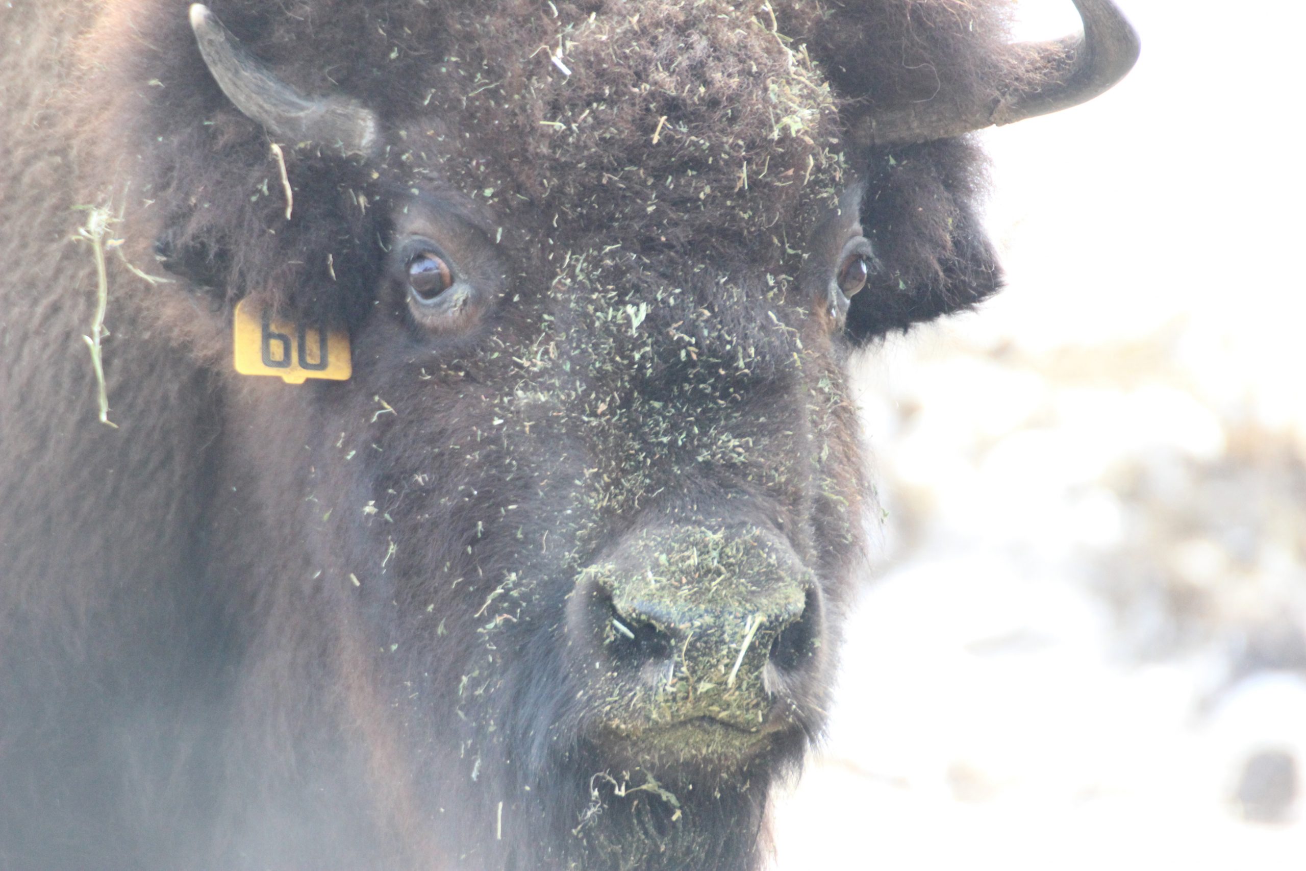 A tagged bison