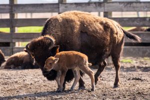 A mother bison with her newborn calf