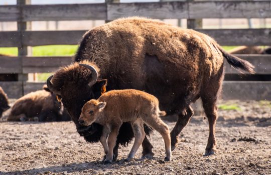 A mother bison with her newborn calf