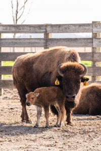A mother bison stands protectively over her newborn calf