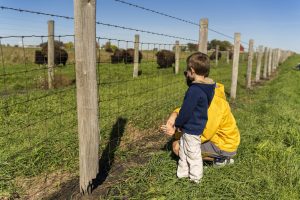 A boy watches a bison herd from behind a fence