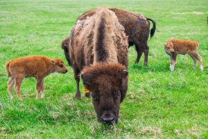 Bison calves at Fermilab 2025