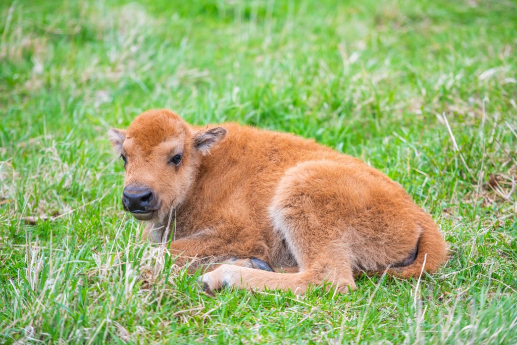 Baby bison 2025